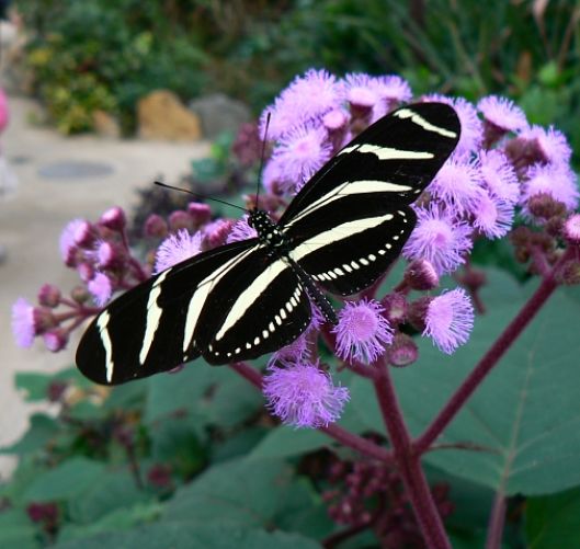 Butterfly World & Farm